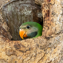 Red-Breasted Parakeet photo 3