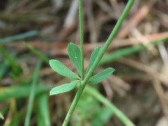 Lotus herbaceus