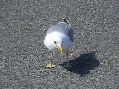 Larus californicus
