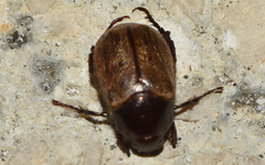Paranomala testaceipennis