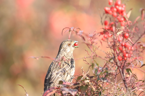 Rufous-tailed Plantcutter (Phytotoma rara)