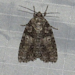 Acronicta modica