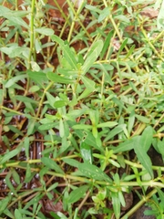Bacopa