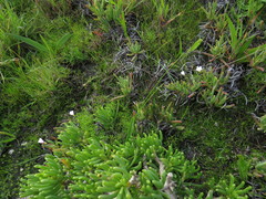Oxalis pusilla