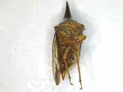 Thelia bimaculata