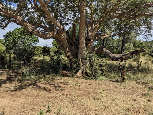 Image of Ficus sycomorus by (c) Shedron Mukhumo, some rights reserved (CC BY)