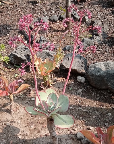 Foto de Gigante Rosa