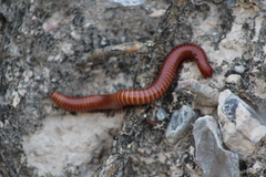 Orthoporus