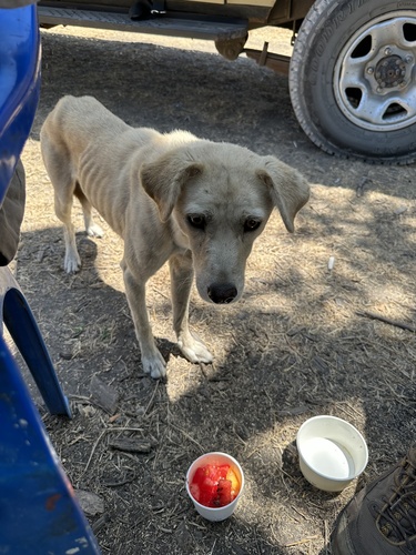 Domestic Dog