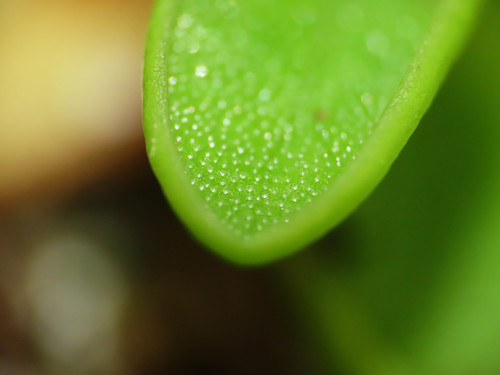Pinguicula vallis-regiae