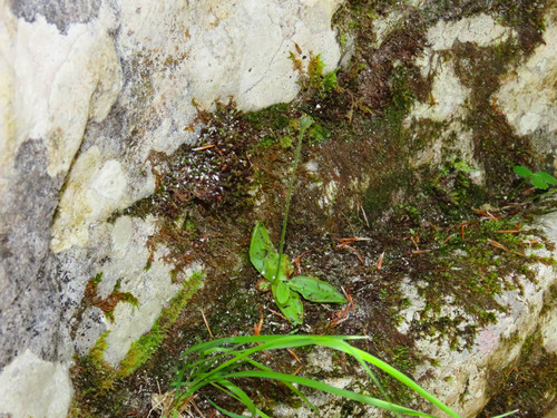 Pinguicula vallis-regiae