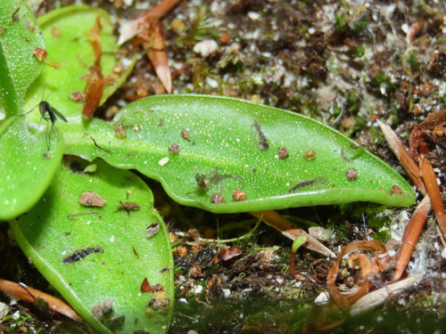 Pinguicula vallis-regiae