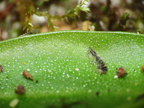 Pinguicula vallis-regiae