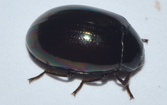 Apsida terebrans