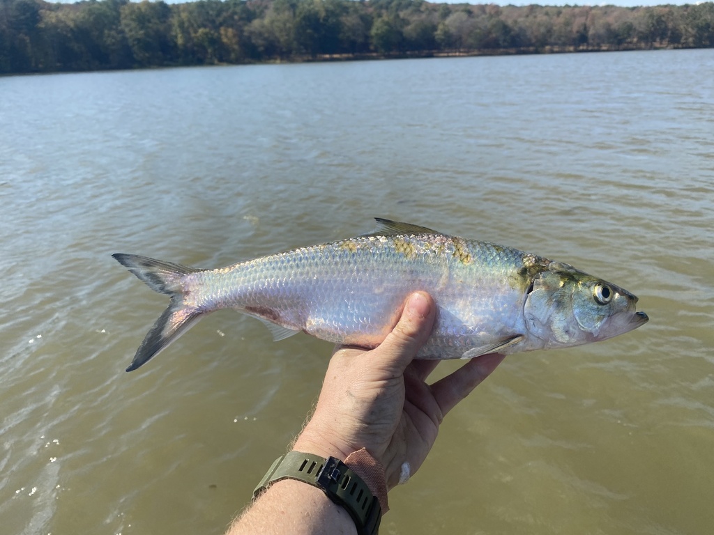 Blue herring (Alosa chrysochloris) — Clupeidae