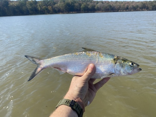 Blue herring (Alosa chrysochloris) — Clupeidae