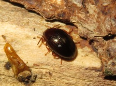 Scaphidema metallicum