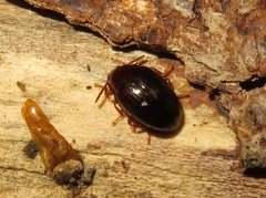Scaphidema metallicum
