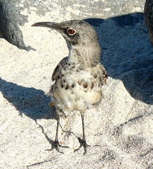 Mimus macdonaldi
