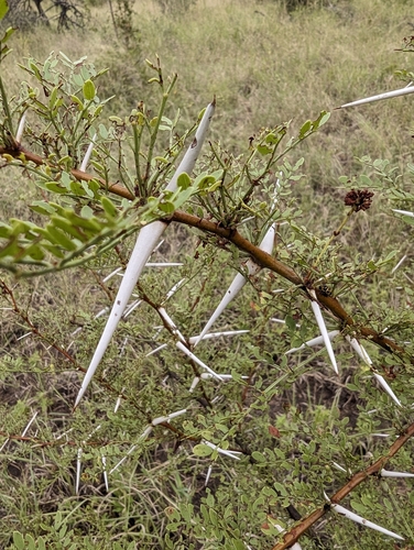 Image of Vachellia exuvialis by (c) Shedron Mukhumo, some rights reserved (CC BY)