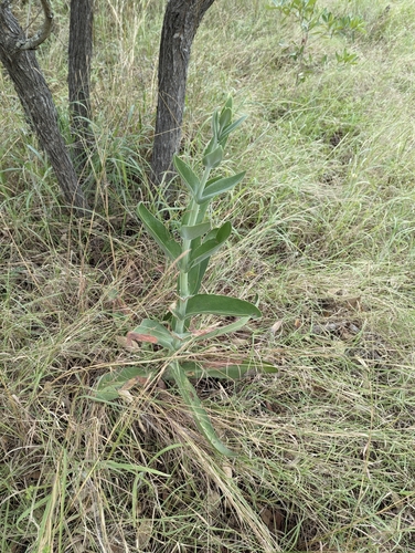 Image of Kalanchoe lanceolata by (c) Shedron Mukhumo, some rights reserved (CC BY)