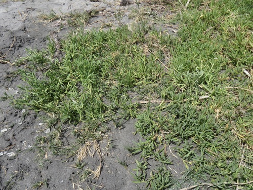 Image of Jaumea carnosa by no rights reserved