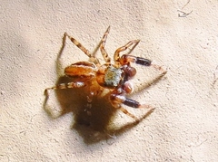 Marpissa lineata