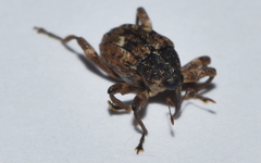 Eubulus