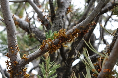 Arceuthobium cyanocarpum