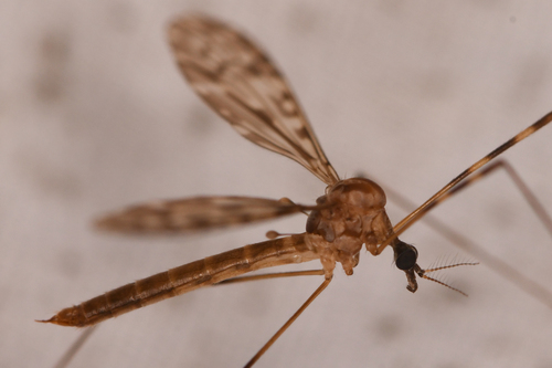 Sixspot Cranefly