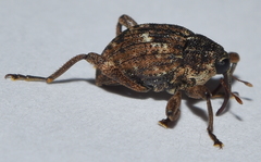 Eubulus