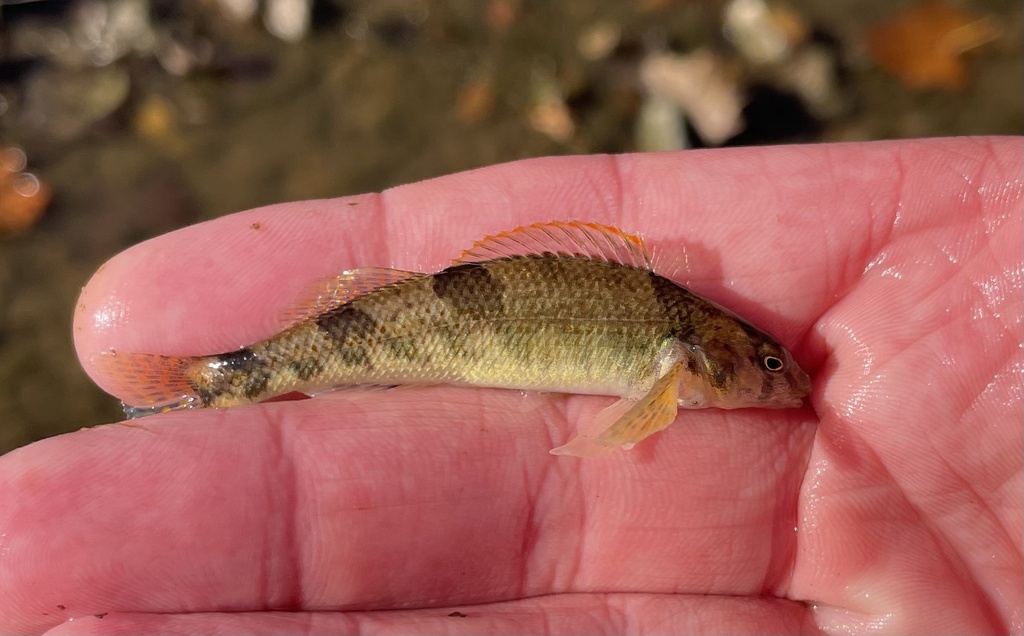Meramec Saddled Darter