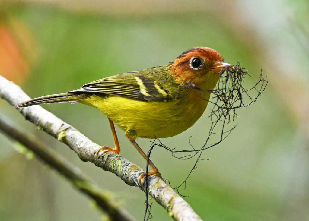 Yellow-breasted Warbler (Phylloscopus montis) photo