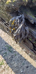 Fucus