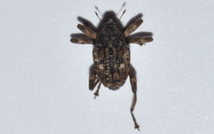 Eubulus