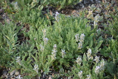 Oxytropis borealis