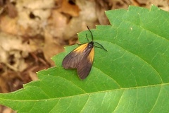 Pyromorpha dimidiata