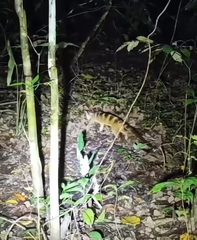 Owston's Palm Civet photo 2