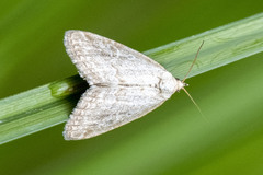 Protodeltote albidula