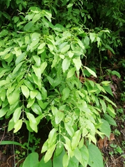 Aquilaria