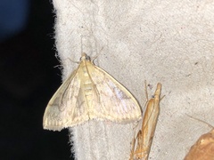 Crocidophora serratissimalis