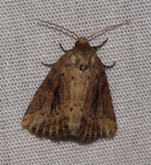 Photedes panatela