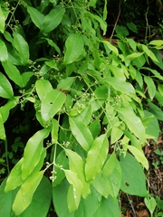 Aquilaria