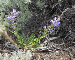 Penstemon cyaneus