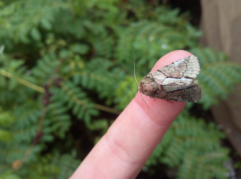 Speocropia trichroma