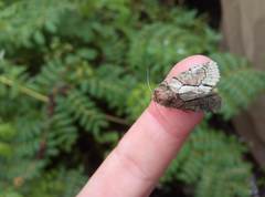 Speocropia trichroma