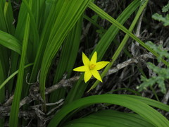 Empodium veratrifolium