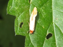 Tinea semifulvella