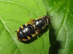 Odontomyia ornata