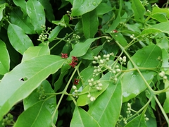 Aquilaria